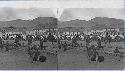 Stereoview picture of llamas in Peru