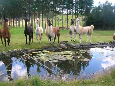 reflecting llamas