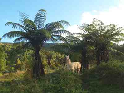 Jos under the fern trees