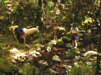 Creek crossing