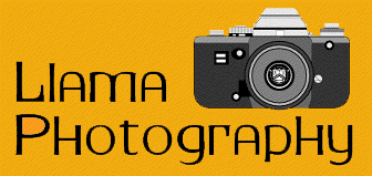 Llama photography logo