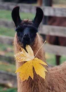 Shania twain with leaf