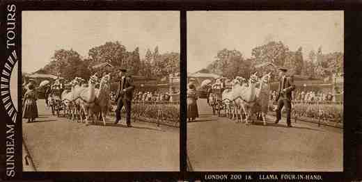 Stereoview picture of llamas pulling cart in the London Zoo