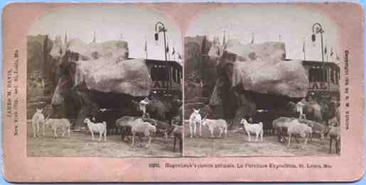 Stereoview picture of llamas in St. Louis