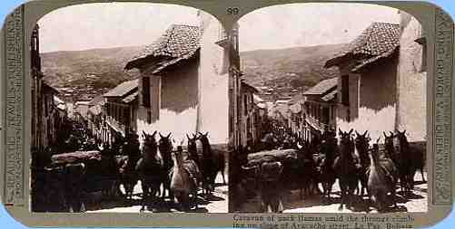 Stereoview picture of llamas in Bolivia