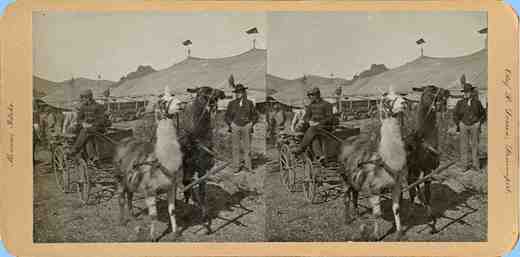 Stereoview picture of llamas pulling cart in a circus in Bisbee, Arizona