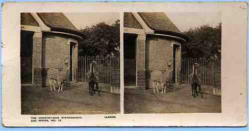 Stereoview picture of llamas in a zoo