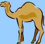Camel cartoon