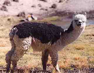 Alpaca in Chile