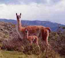 Guanaco in Patagonia