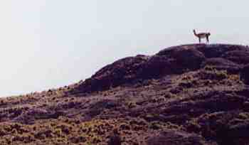 Guanaco in Patagonia