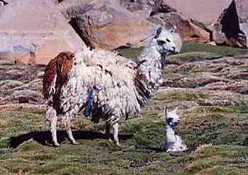 Llama in Chile