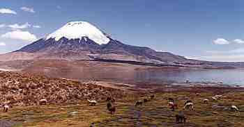 Parinacota volcano with llamas alpacas grazing