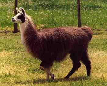 Llama in Temuco, Chile