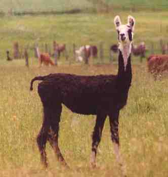 Llamas in Temuco, Chile