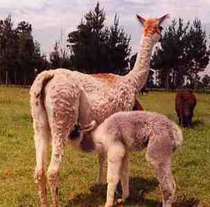 Llamas in Temuco, Chile