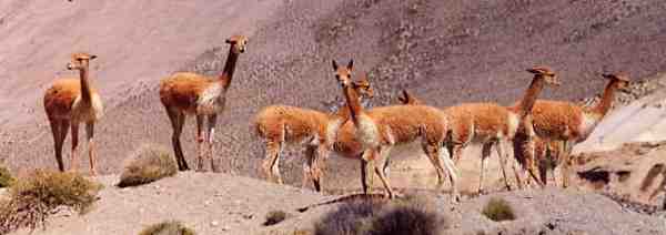 Vicuna herd