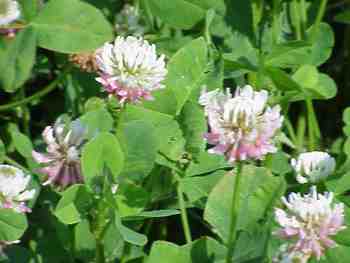 Alsike Clover