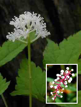 Baneberry