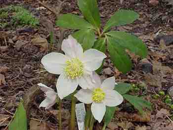 Christmas Rose