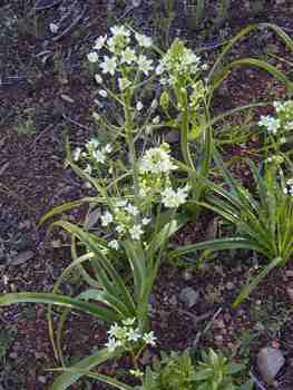 Death Camas