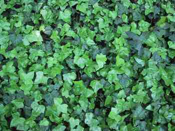 English Ivy