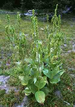 False Hellebore
