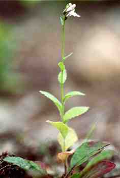Lobelia