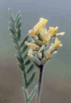 Locoweed