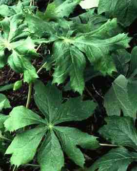 Mayapple
