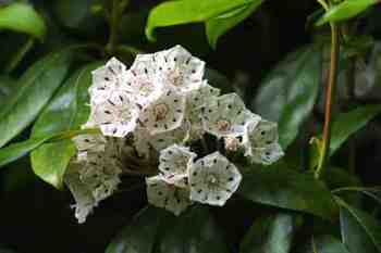 Mountain Laurel