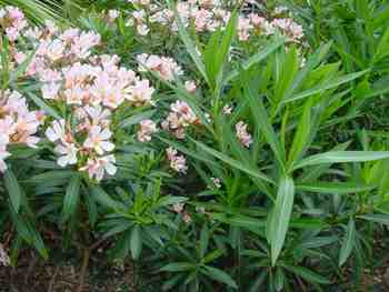 Oleander