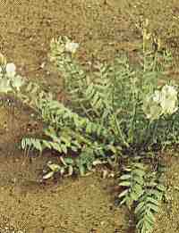 Timber Milk-Vetch