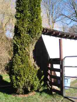Eaten tree