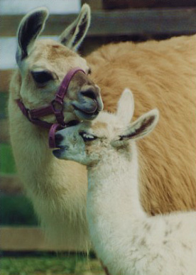 Ginger and Llamathyst