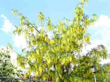 Golden Chain Tree