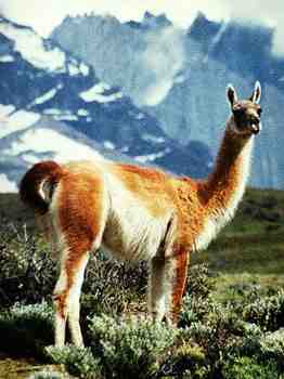 Guanaco in Patagonia