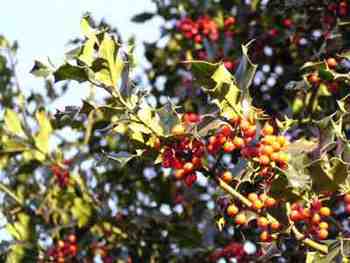 Holly