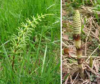 Horsetail