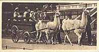 Llama cart trading card