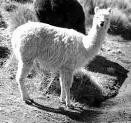 Two white alpacas