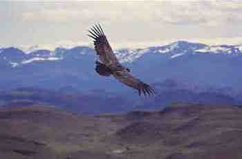 Condor