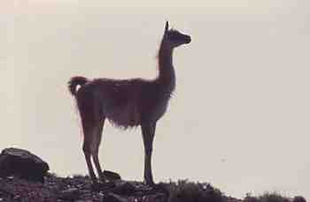 Guanaco