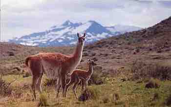 Guanaco with new baby