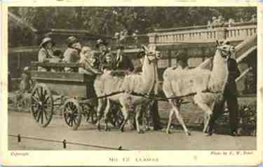Llama cart in London Zoo