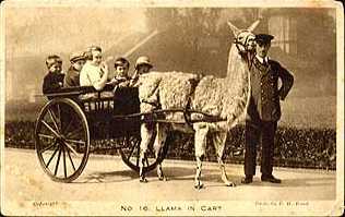 Llama cart postcard