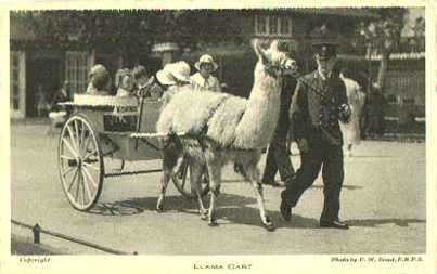Llama postcard from England