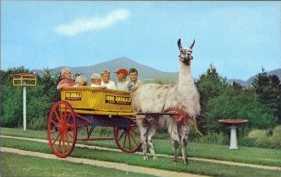 Llama cart postcard