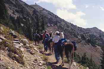 Nearing Harts Pass