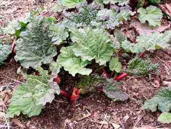 Rhubarb